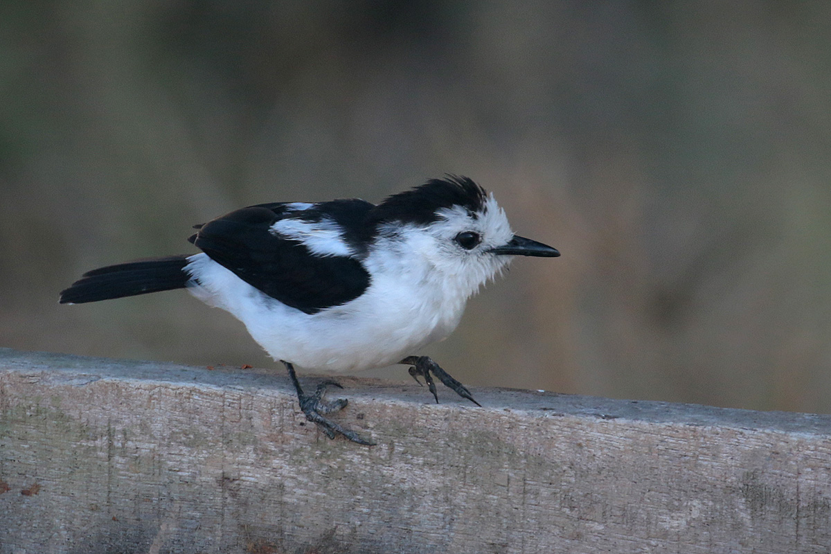 Pied Water Tyrant